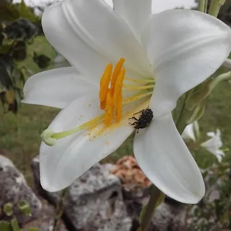 Trullo Margherita * Putignano