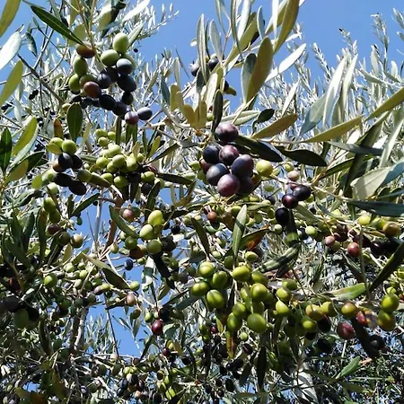 Trullo Margherita *