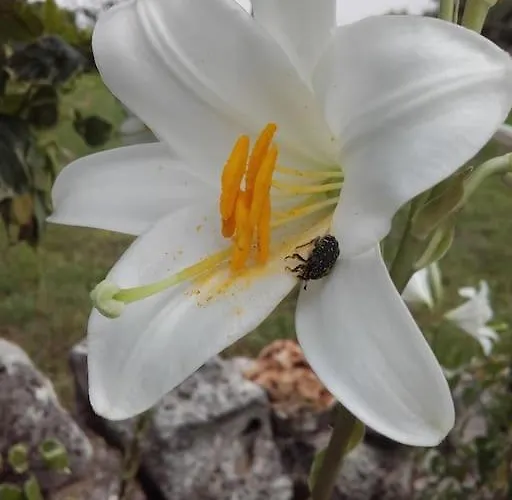 Trullo Margherita * Putignano